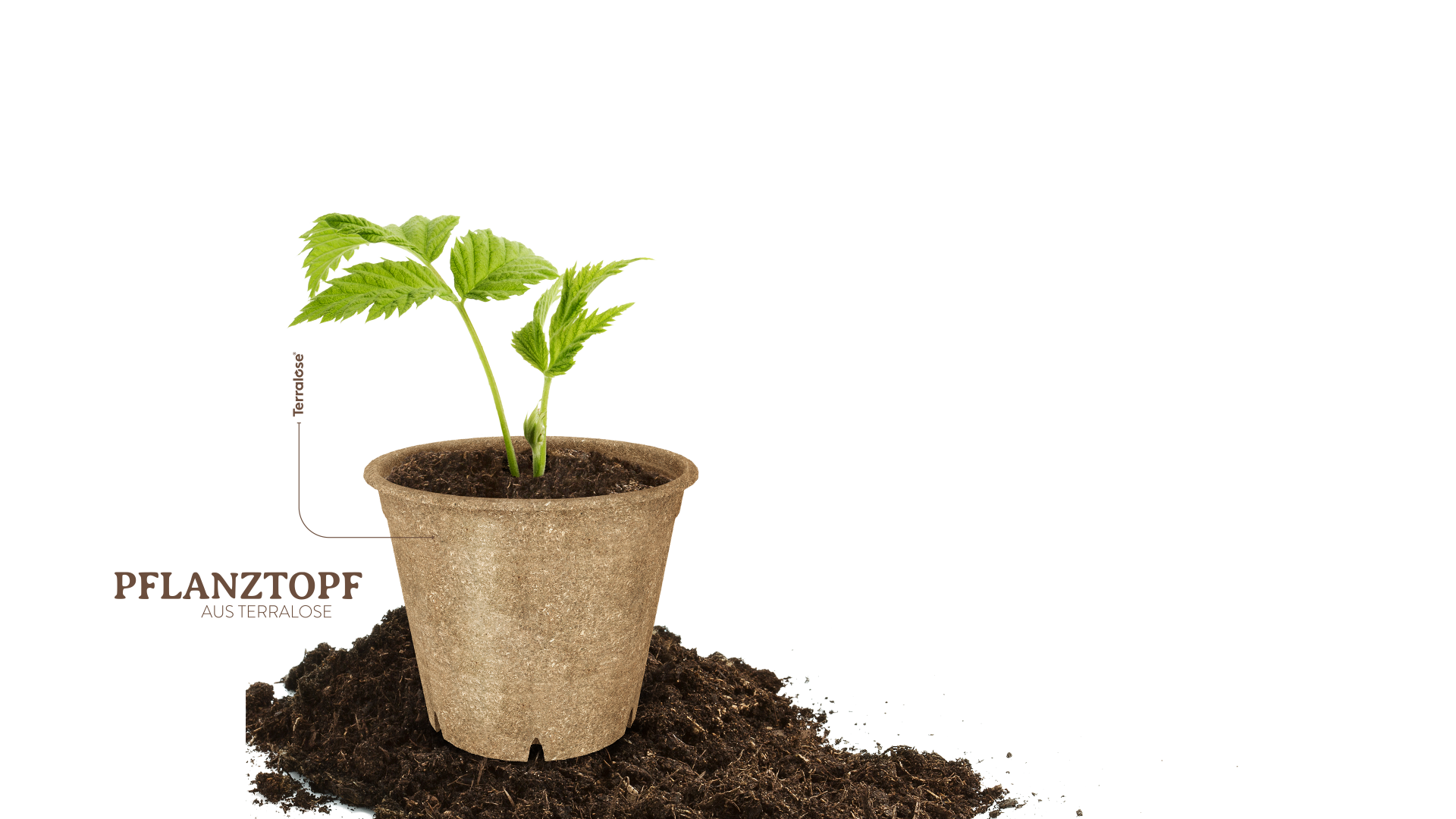 Terralose Pflanze